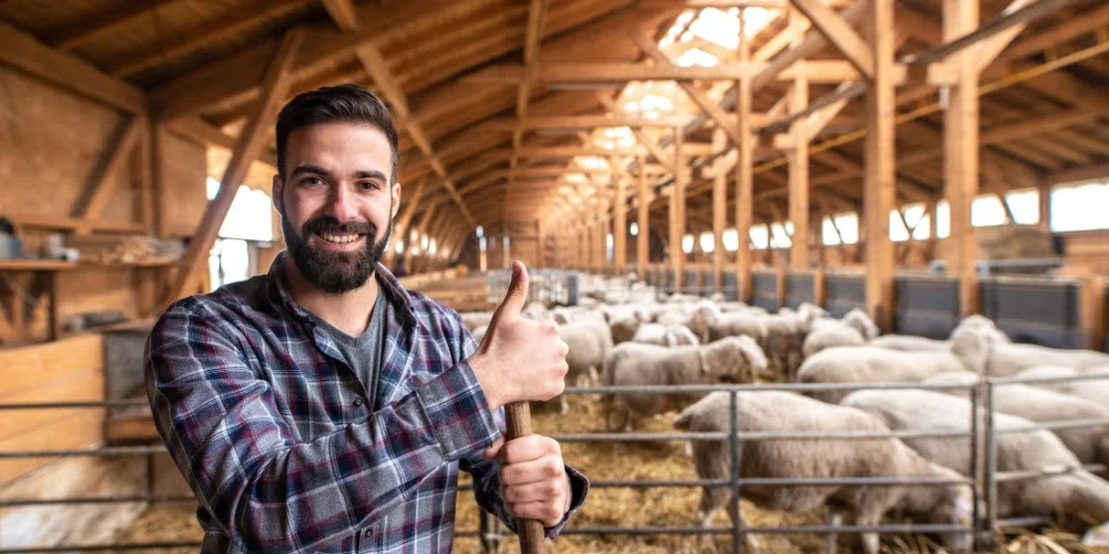 Emploi éleveur moutons