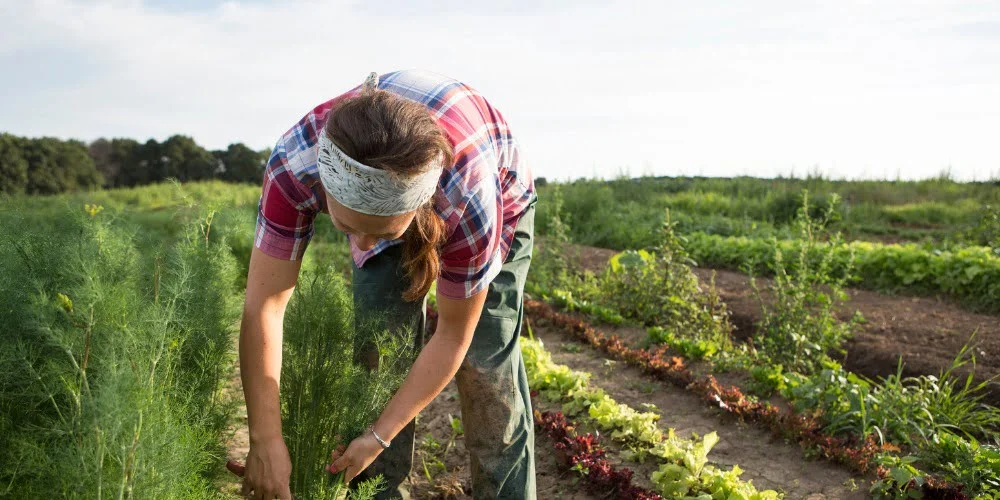 Emploi producteur bio