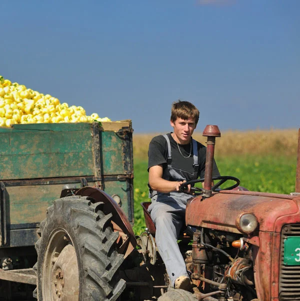 Emploi en cueillette de fruits